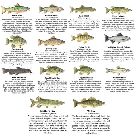 lake fish|35 Fish that Live in Lakes (A to Z List with Pictures).